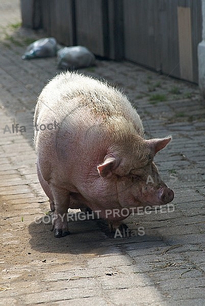 Big fat pig